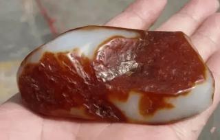 顶级的糖玉长什么样?
